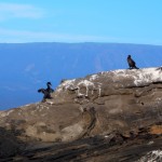 Flightless cormorant performing the famous "Drying my wings, No hairdryer" dance