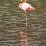 Fabulous flamingo, flaunting its fuchsia feathers