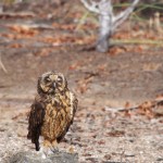 Extremely rare owl. Or maybe they just don't like being caught on a bad hair day