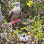 Fluffy ickle chick-y wick-y, so cute.... oh, and a parent red footed booby