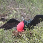 OK, I may have provoked the frigate bird a little to get this pose: "Call yourself magnificent??"