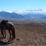 Mr Horse eats some grass, completely oblivious to the extraordinary view