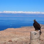 Mr Eagle also oblivious to the view, although this time because he has his hunting hat on which conveniently covers his eyes