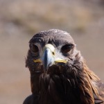 Mr Eagle strikes his best photo pose. Say "bunnieees"