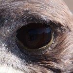 Extreme close up of Mr Eagle's eye, in which you can see the party reflected. ARTISTIQUE OVERLOAD!