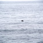 Ze Leopard Seal - she is so verry far away. Ze zoom lens of doom he does not intrude on her solitude